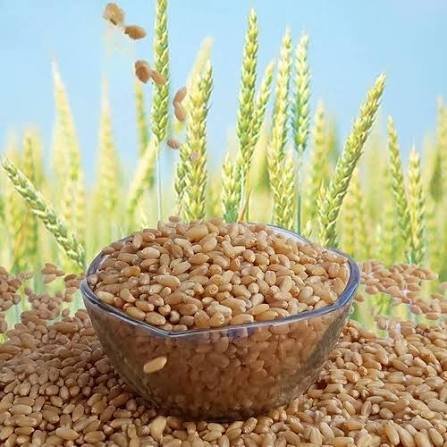 Organic Wheat